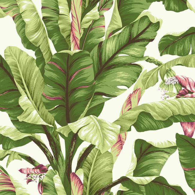 York AT7067 Tropics Banana Leaf Wallpaper