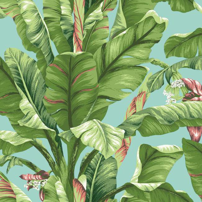 York AT7070 Tropics Banana Leaf Wallpaper