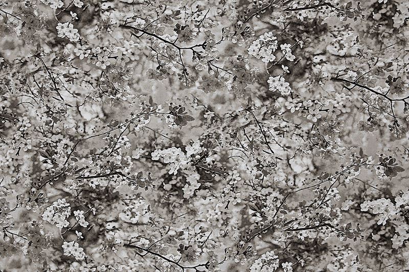 Scalamandre Fabric H0 00013468 Sakura Tapestry Naturel