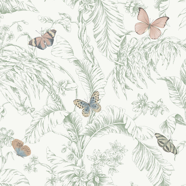 York RT7930 Blush Papillon Wallpaper